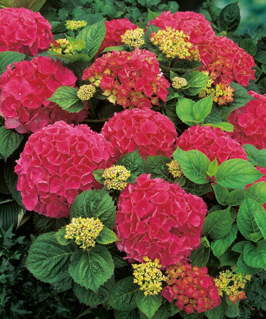 Hortensia Red Baron / Schöne Bautznerin Hortensia Red Baron / Schöne Bautznerin