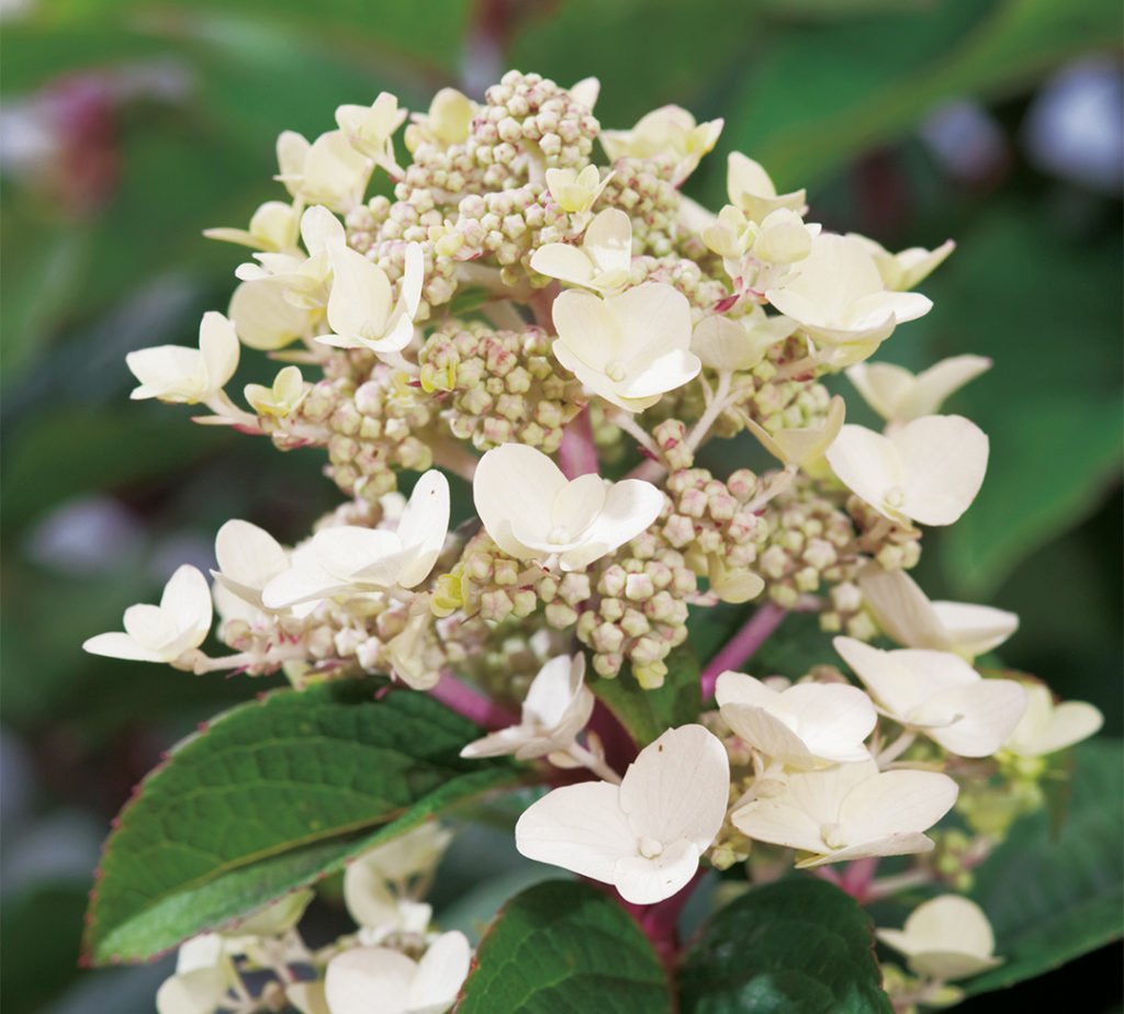 Hydrangea paniculata Wim's Redⓢ Hydrangea paniculata Wim's Redⓢ