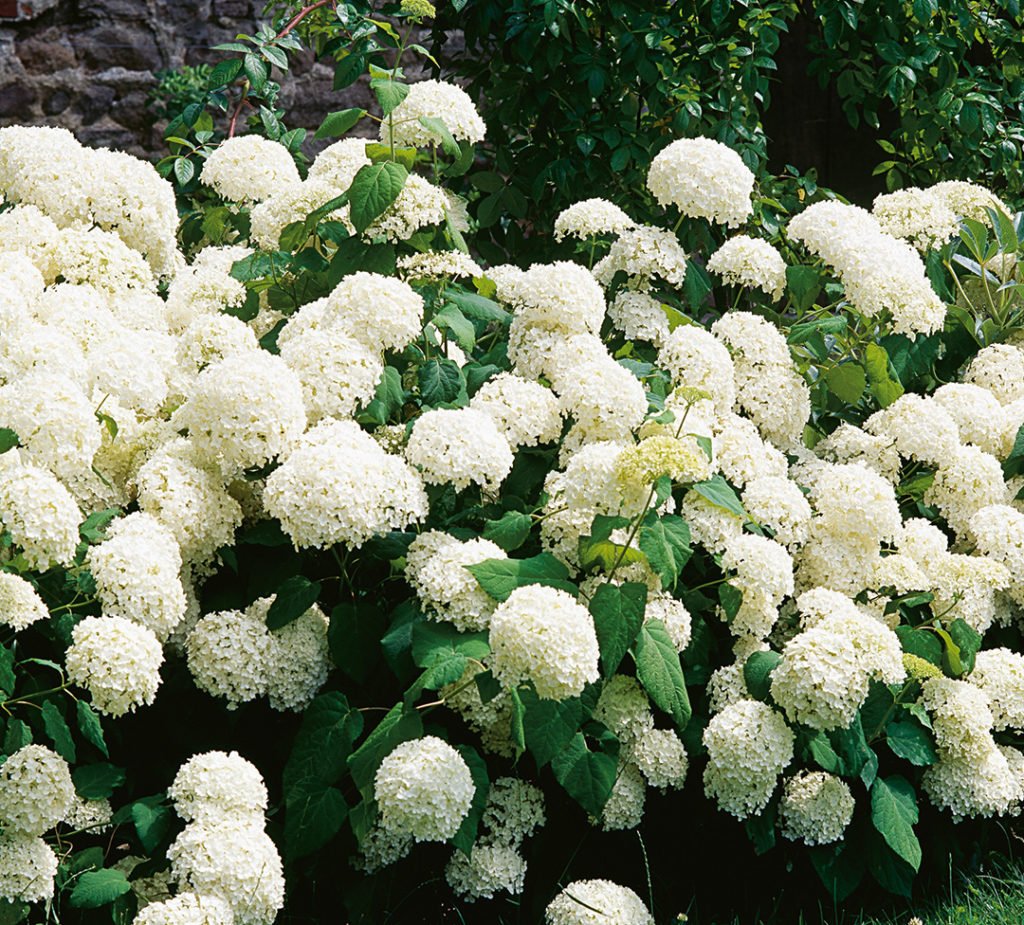 Hydrangea Arborescens Annabelle Hydrangea Arborescens Annabelle