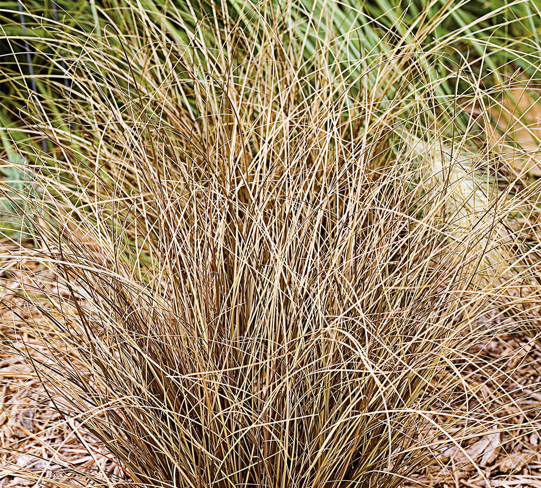 Carex comans Bronce Form