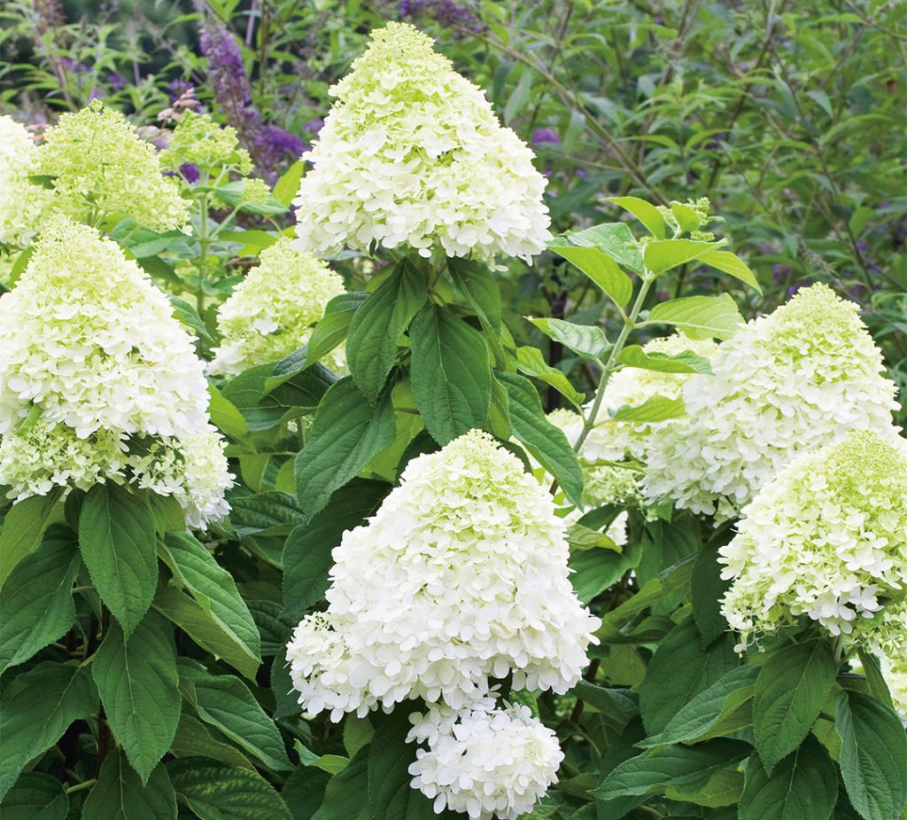 Hydrangea paniculata Limelightⓢ Hydrangea paniculata Limelightⓢ
