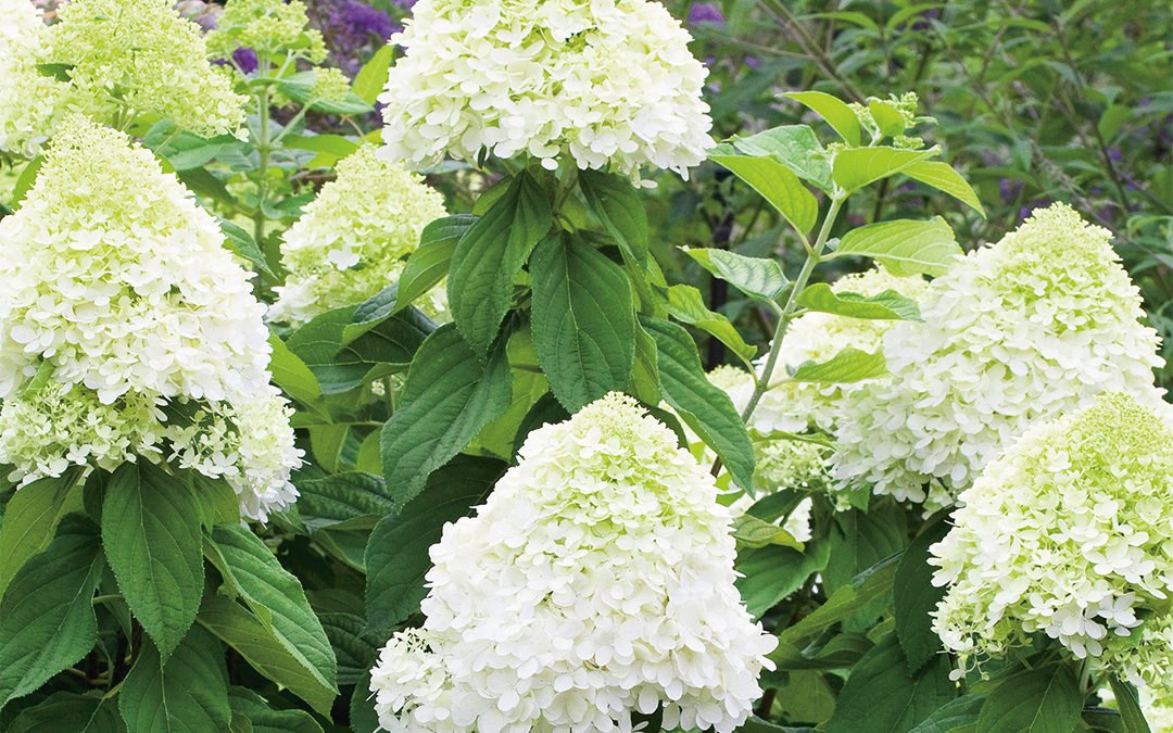 Hydrangea paniculata Limelightⓢ