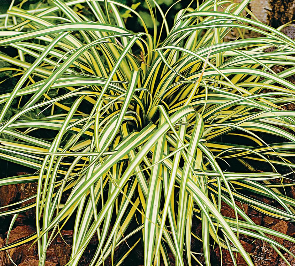 Carex oshimensis Evergold — Gerber Fleurs