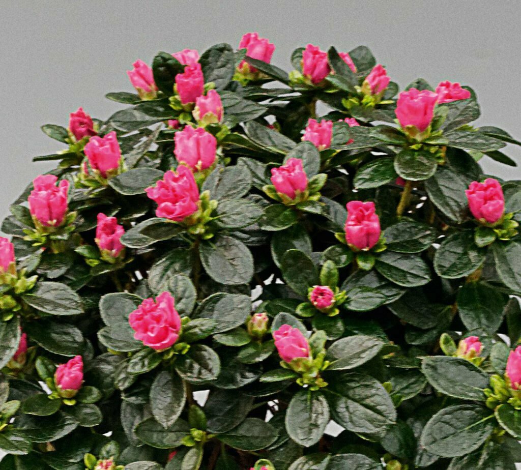 Azalée Classic rot Azalée Classic rot