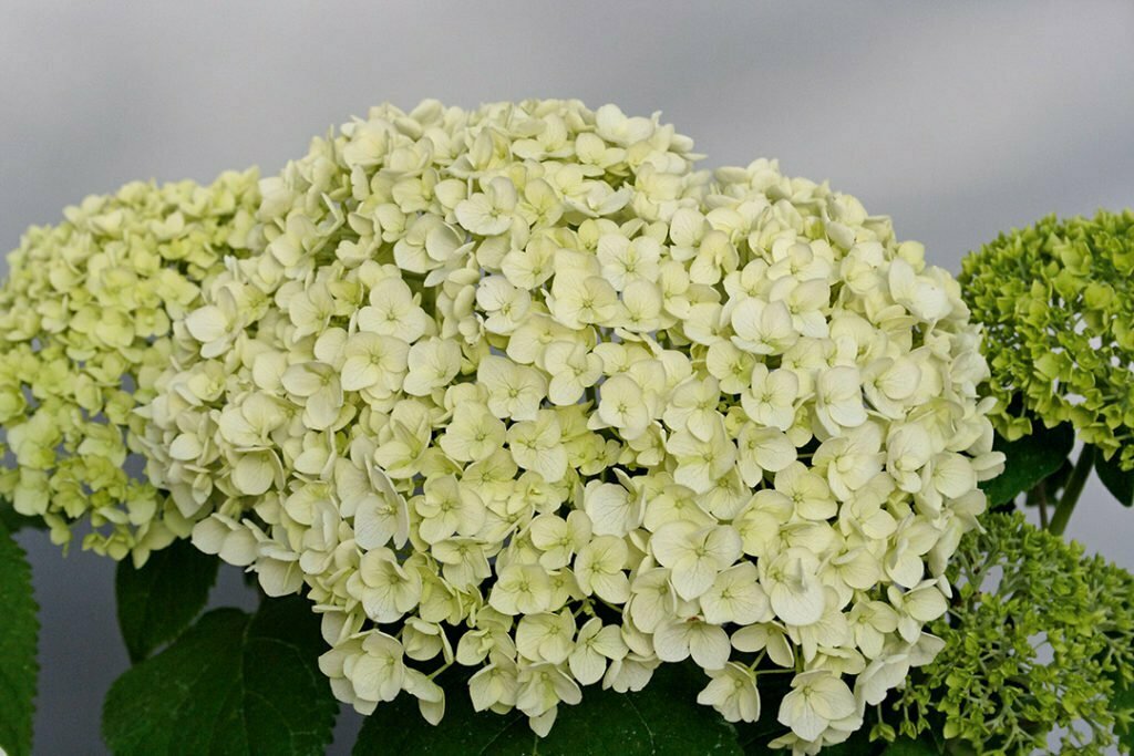 Hydrangea Arborescens Strong Annabelle® Hydrangea Arborescens Strong Annabelle®