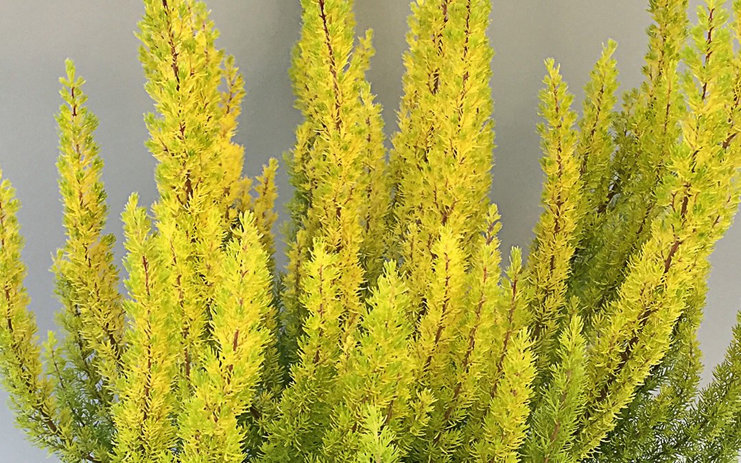 Erica arborea Albert’s Gold