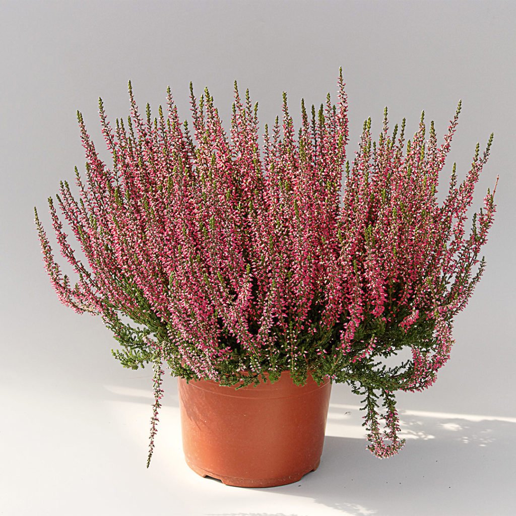 Calluna Garden Girls Atheneⓢ Calluna Garden Girls Atheneⓢ