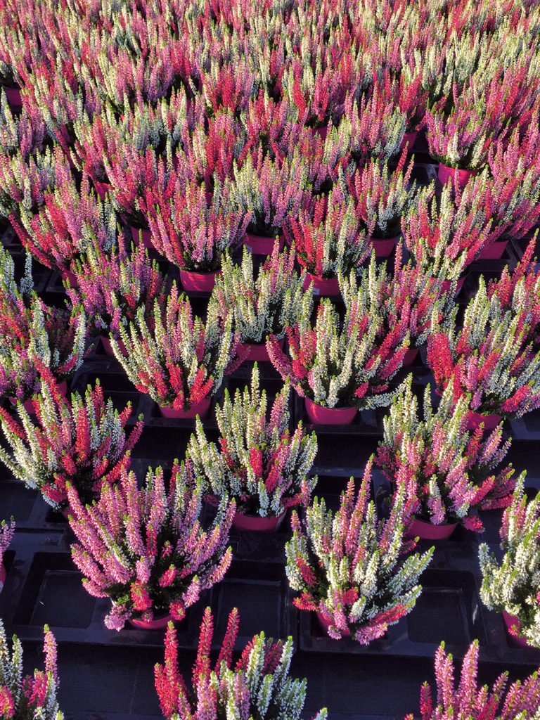 Calluna Trio Améties Calluna Trio Améties