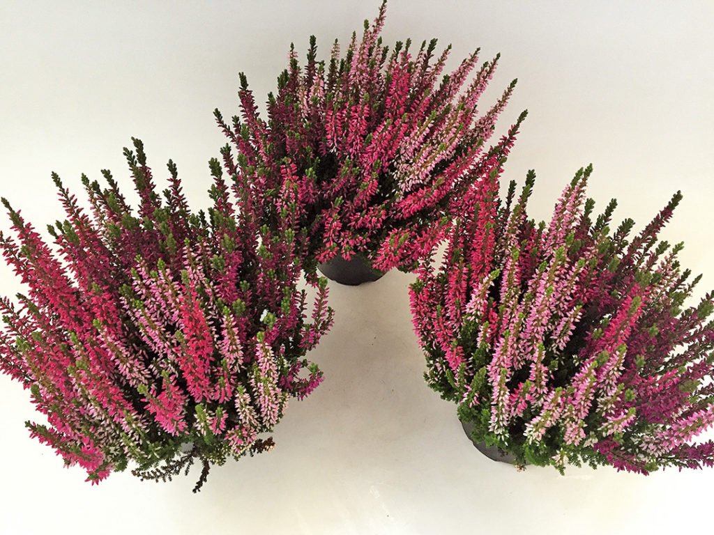 Calluna Trio Wildberry Calluna Trio Wildberry
