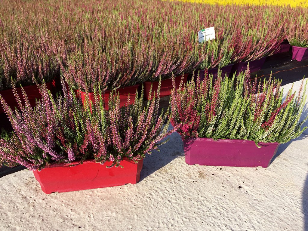 Calluna Trio Calluna Trio