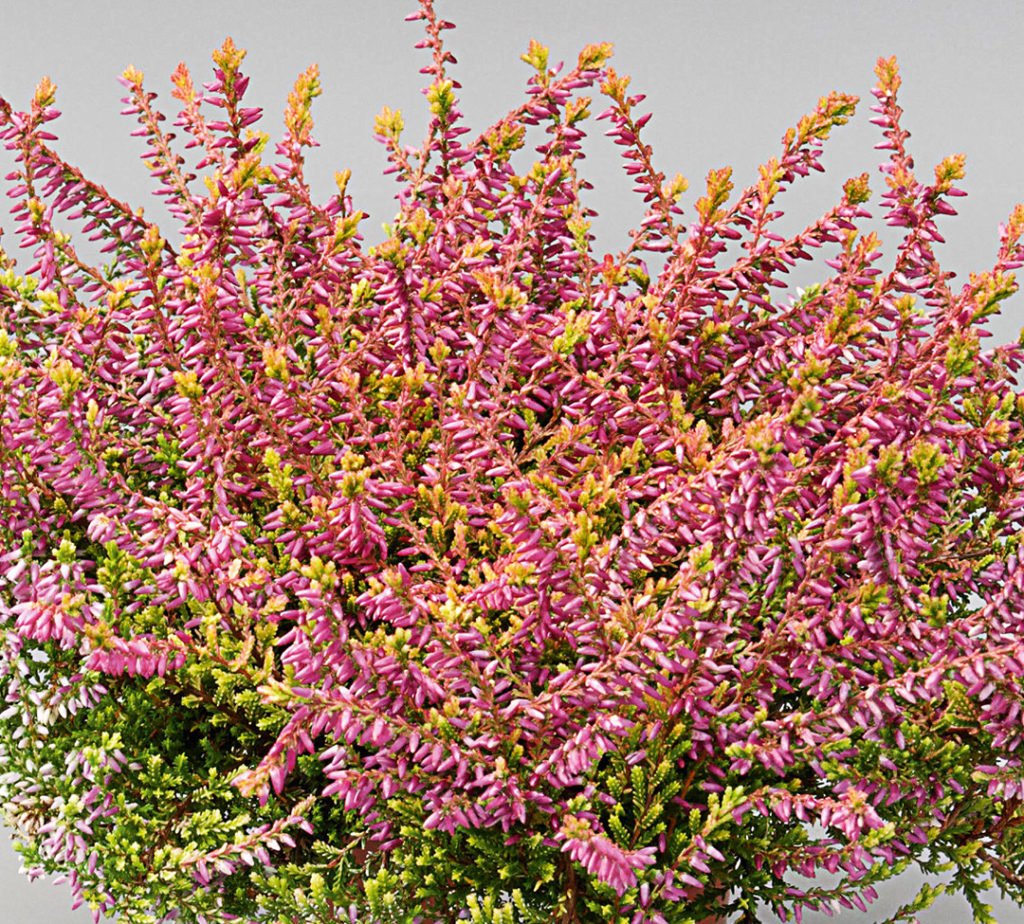 Calluna Garden Girls Bonitaⓢ Calluna Garden Girls Bonitaⓢ