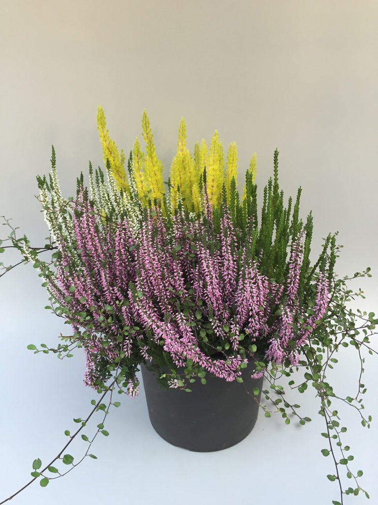 Bruyères mix 25 cm Bruyères mix 25 cm