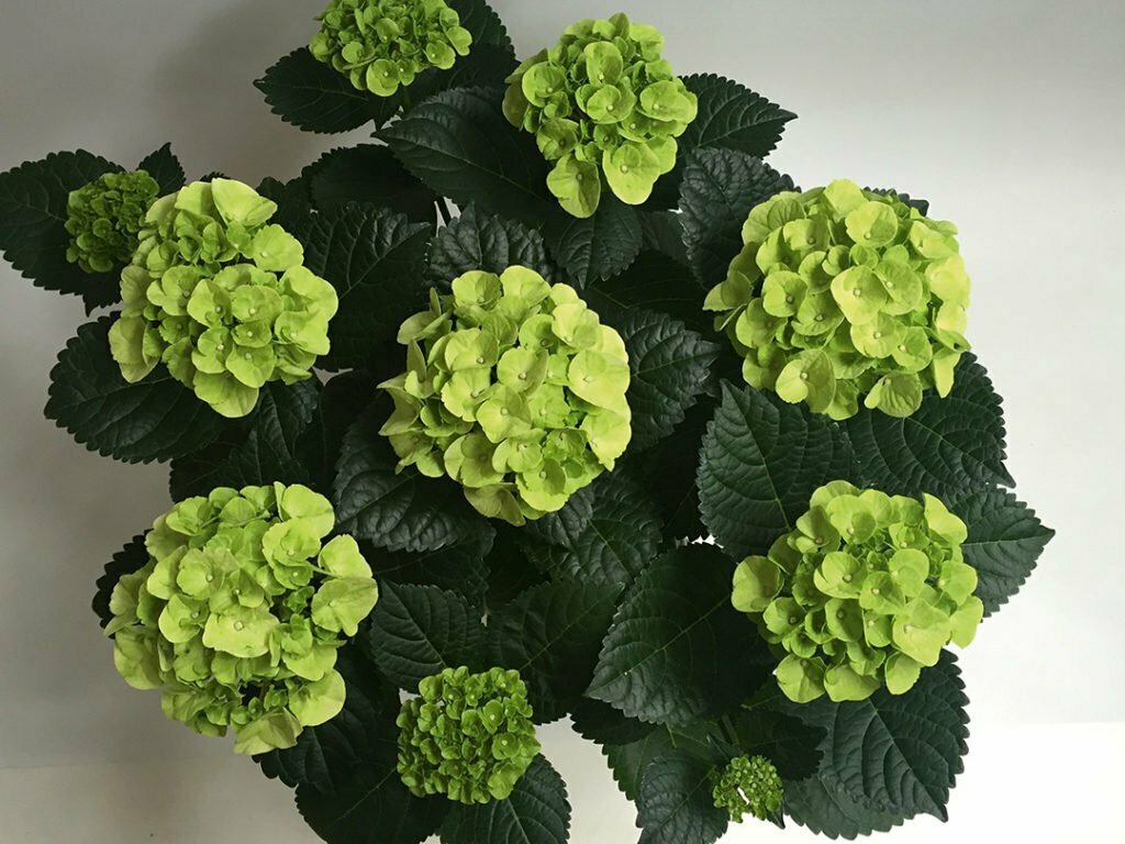 Hortensia Caipirinha Hortensia Caipirinha