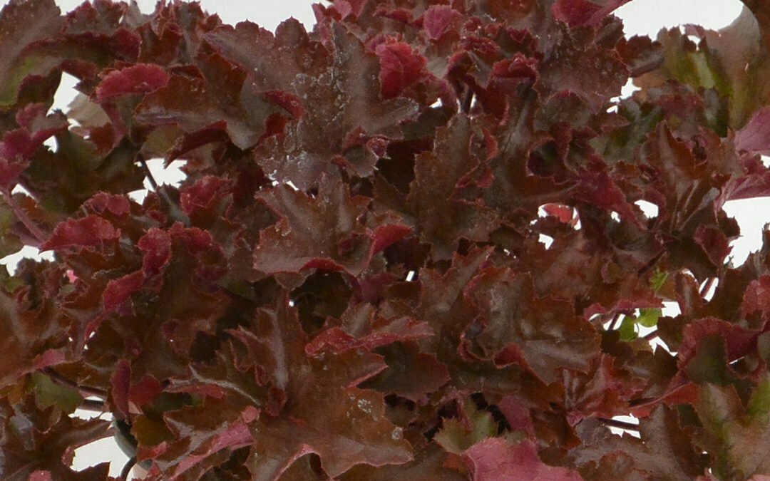 Heuchera Chocolate Ruffles