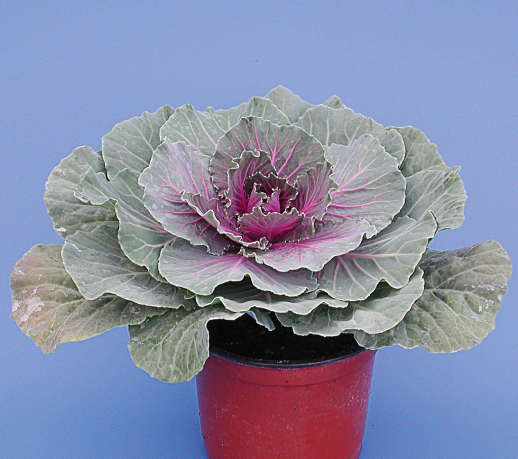 Brassica oleracea frisé ou lisse Brassica oleracea frisé ou lisse