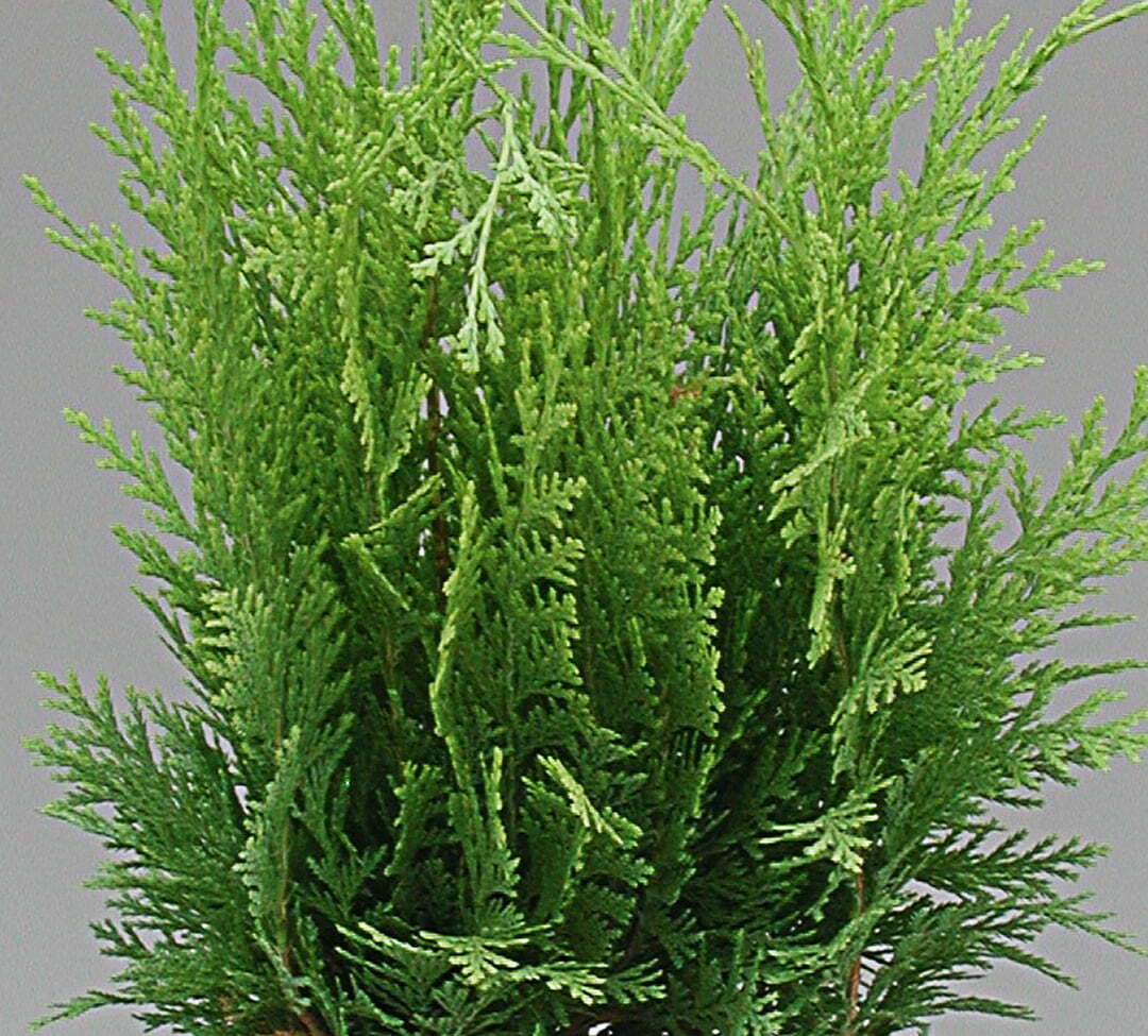 Conifères mix Juniperus et Thuja