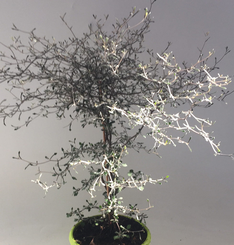 Corokia cotoneaster — Gerber Fleurs