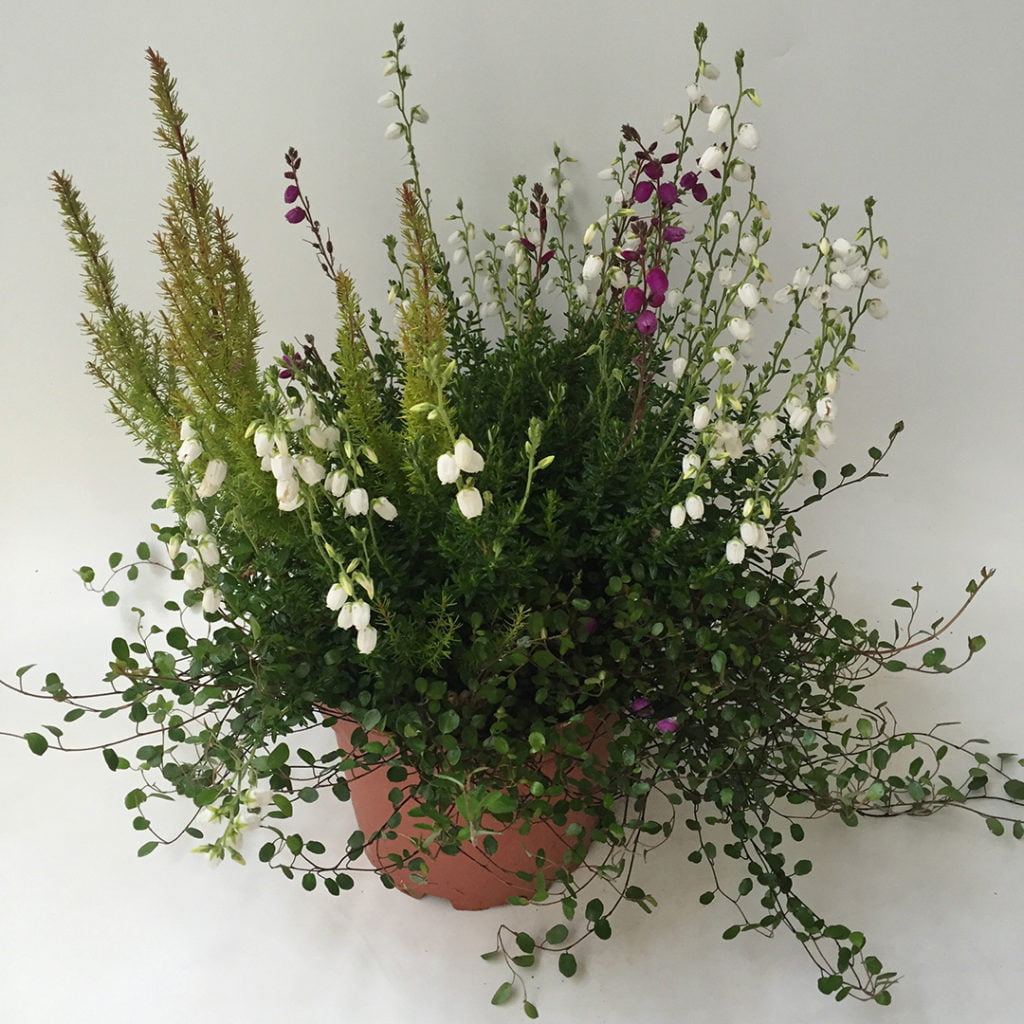 Daboecia - Erica arborea mix Daboecia - Erica arborea mix