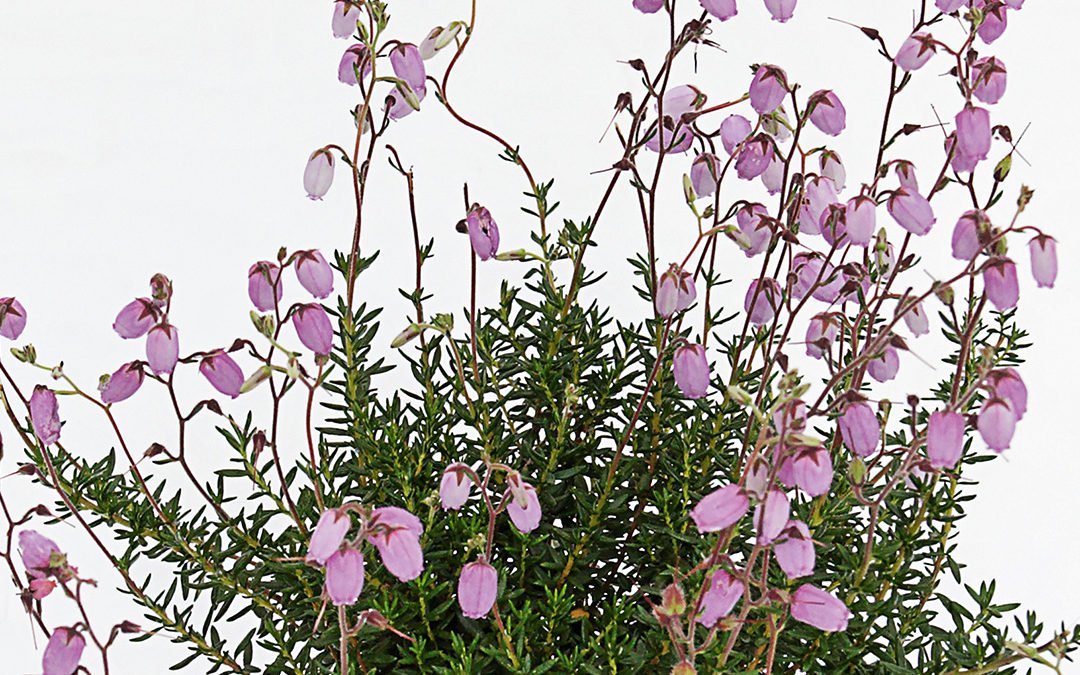 Daboecia cantabrica Globosa Pink