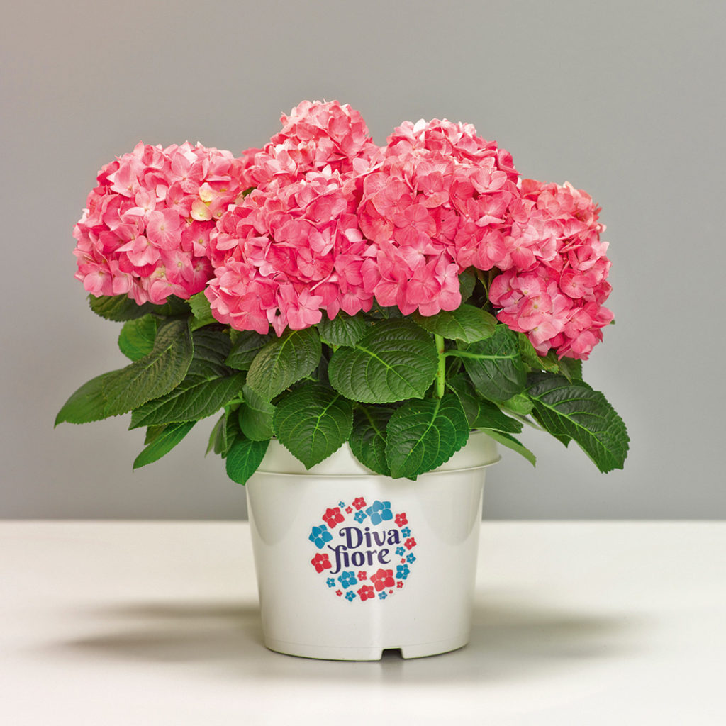 Hortensia remontant Diva fiore® Hortensia remontant Diva fiore®