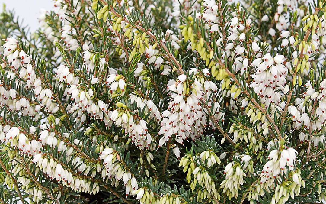 Erica carnea Kramer’s Weiss