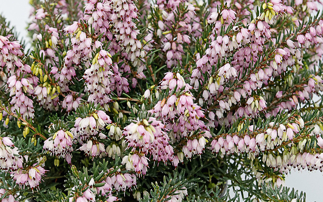 Erica x darleyensis rose