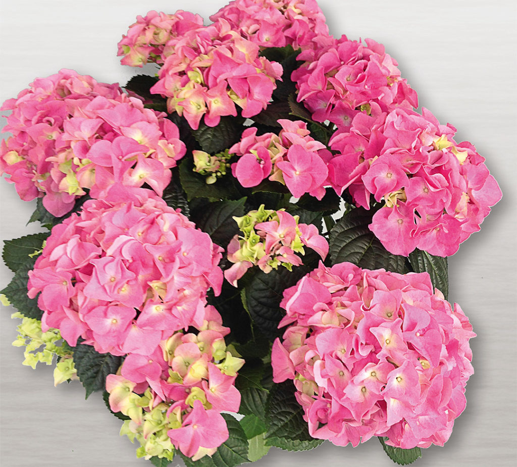 Hortensia Early® Rosa Hortensia Early® Rosa