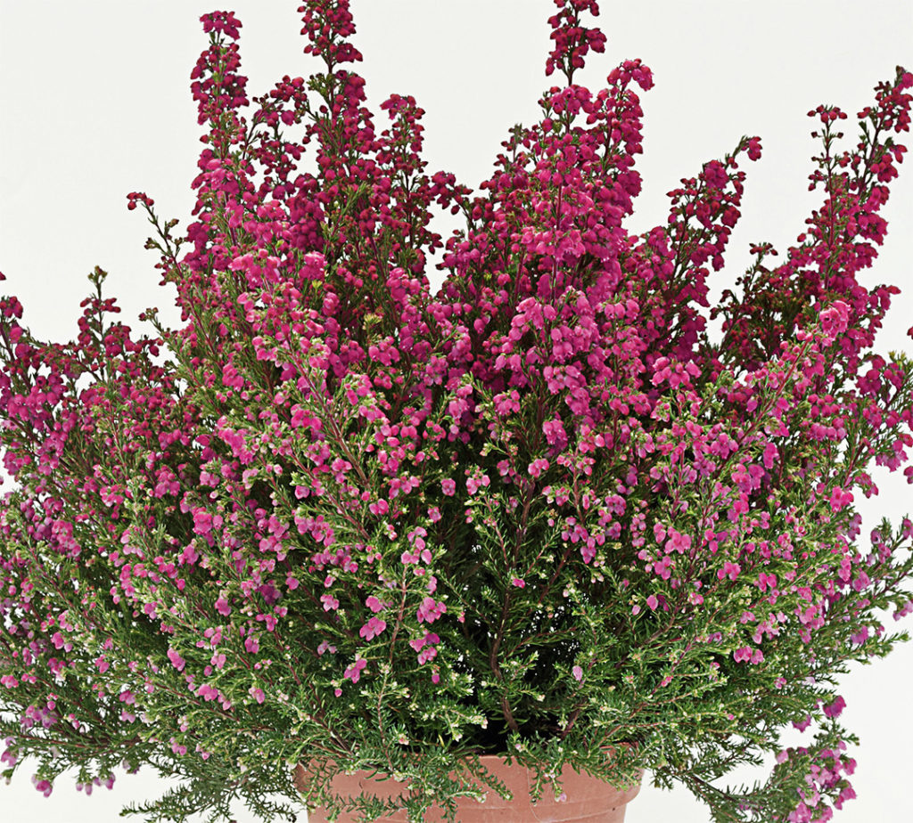 Erica Gracilis Winterhart Erica Gracilis Winterhart