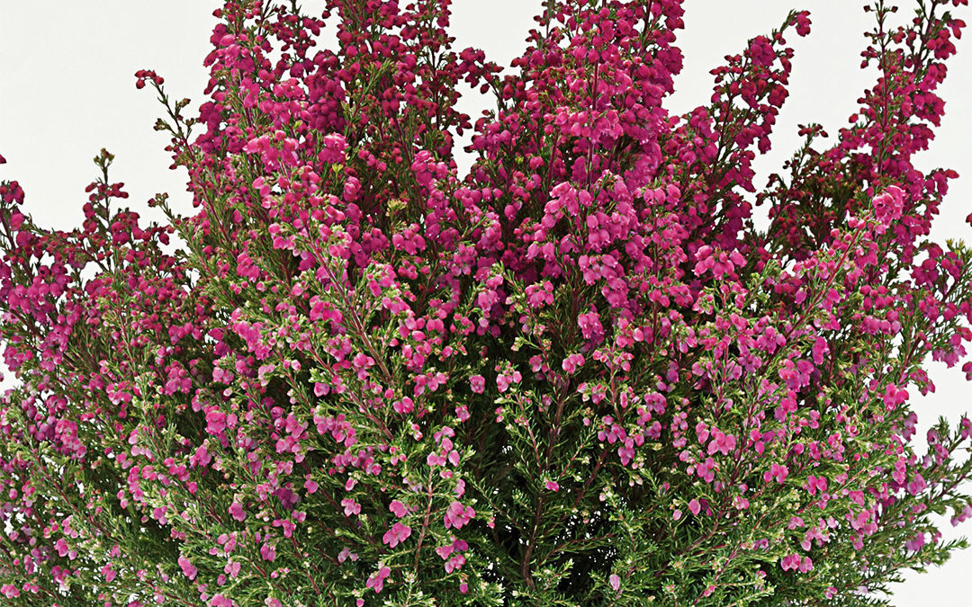 Erica gracilis WFW