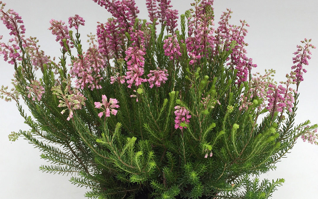 Erica spiculifolia