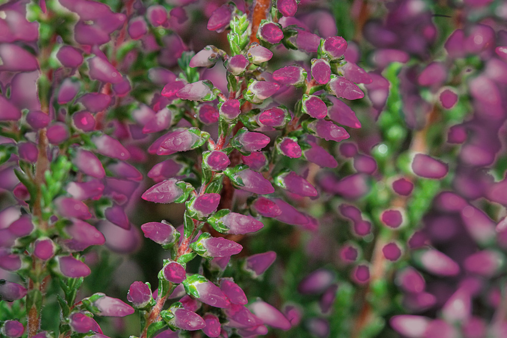 GG Amethyst-2 Calluna Garden Girls Amethystⓢ