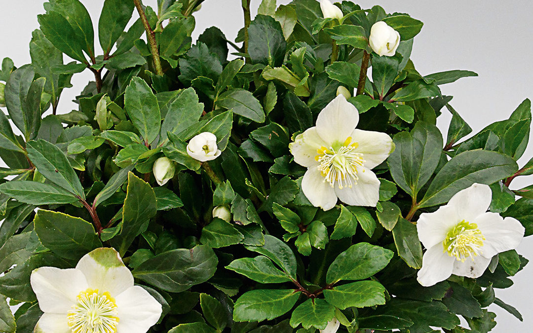 Helleborus HGC Jakob Royal