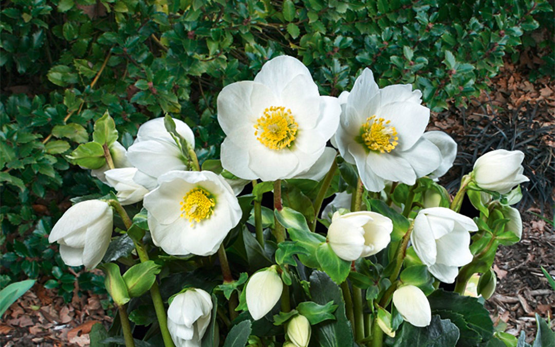 Helleborus Gold Collection Jasper