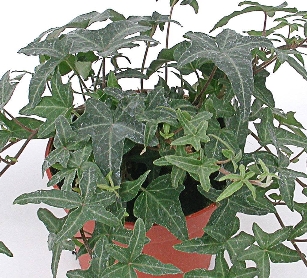 Hedera helix Hibernica Hedera helix Hibernica