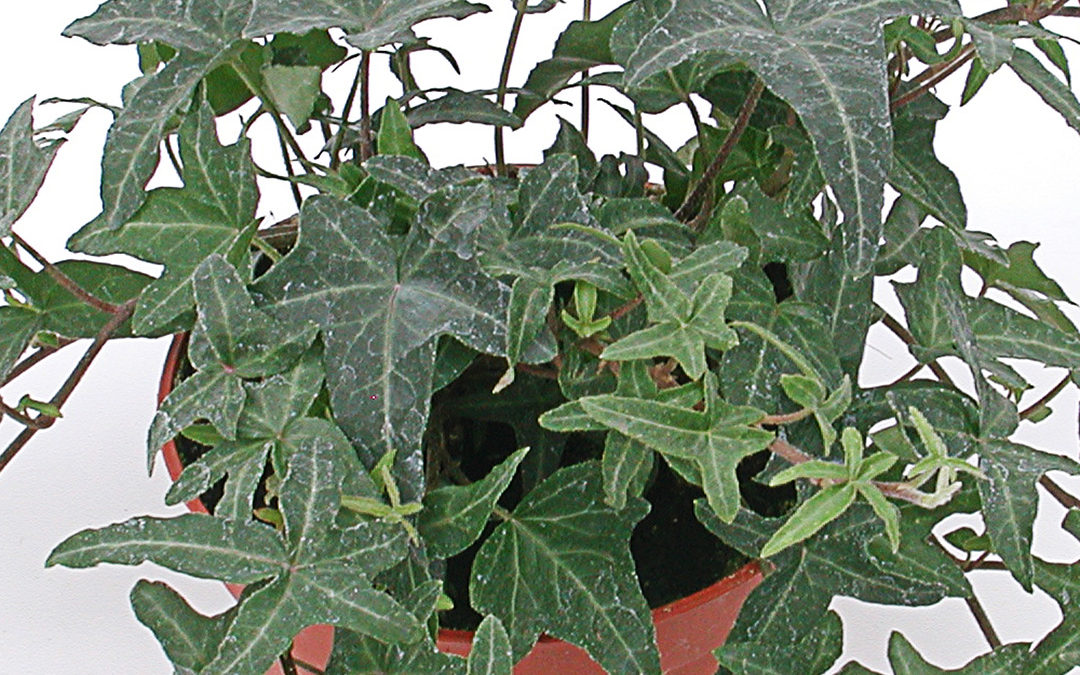 Hedera helix Hibernica