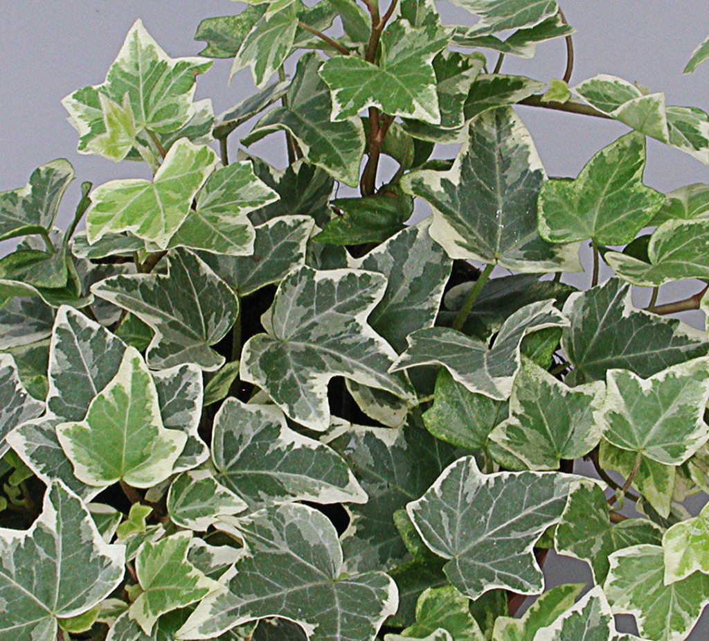 Hedera helix bunt de weiss Hedera helix bunt de weiss