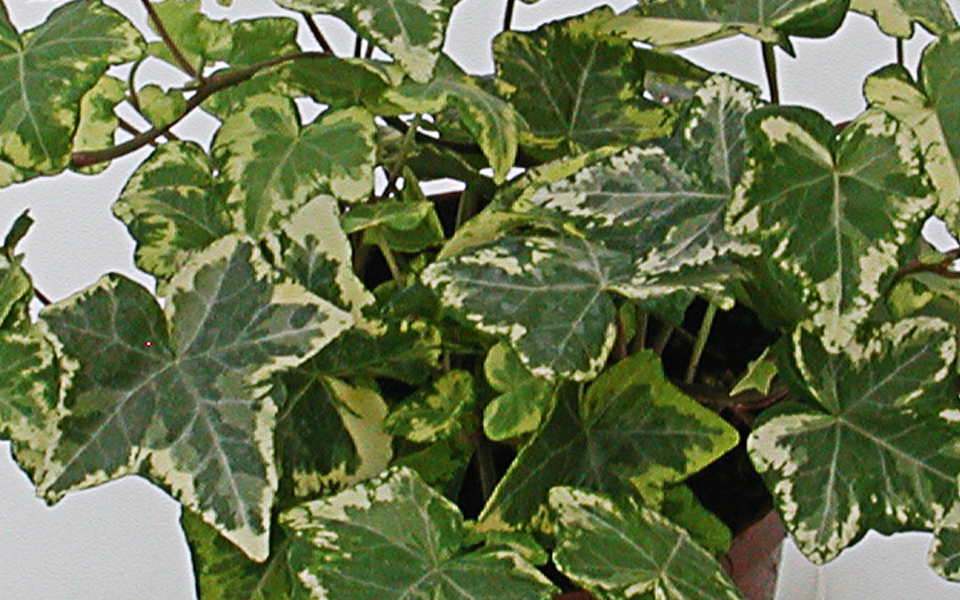 Hedera helix bunt