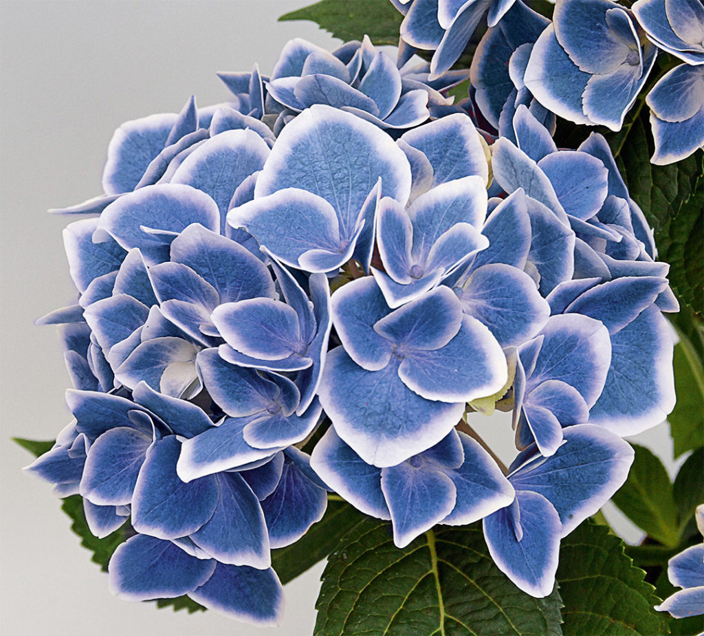 Hortensia Tivoli Blue Hortensia Tivoli Blue