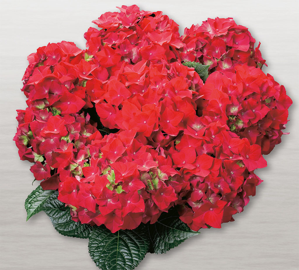 Hortensia Hot Red Hortensia Hot Red