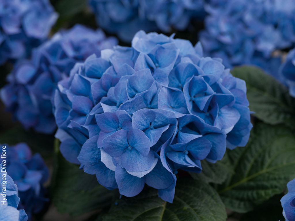 Hortensia remontant Diva fiore® Bleu Hortensia remontant Diva fiore® Bleu