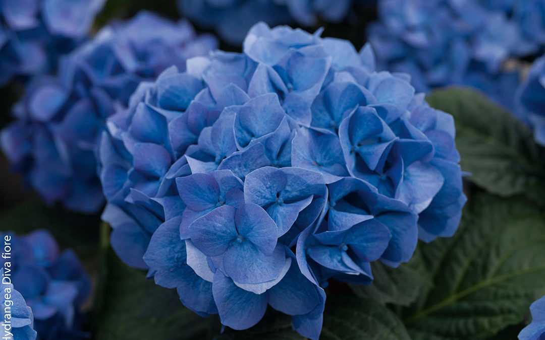 Hortensia remontant Diva fiore Bleu