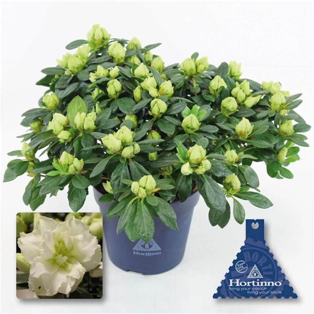 Azalée Christine Lime Green Azalée Christine Lime Green