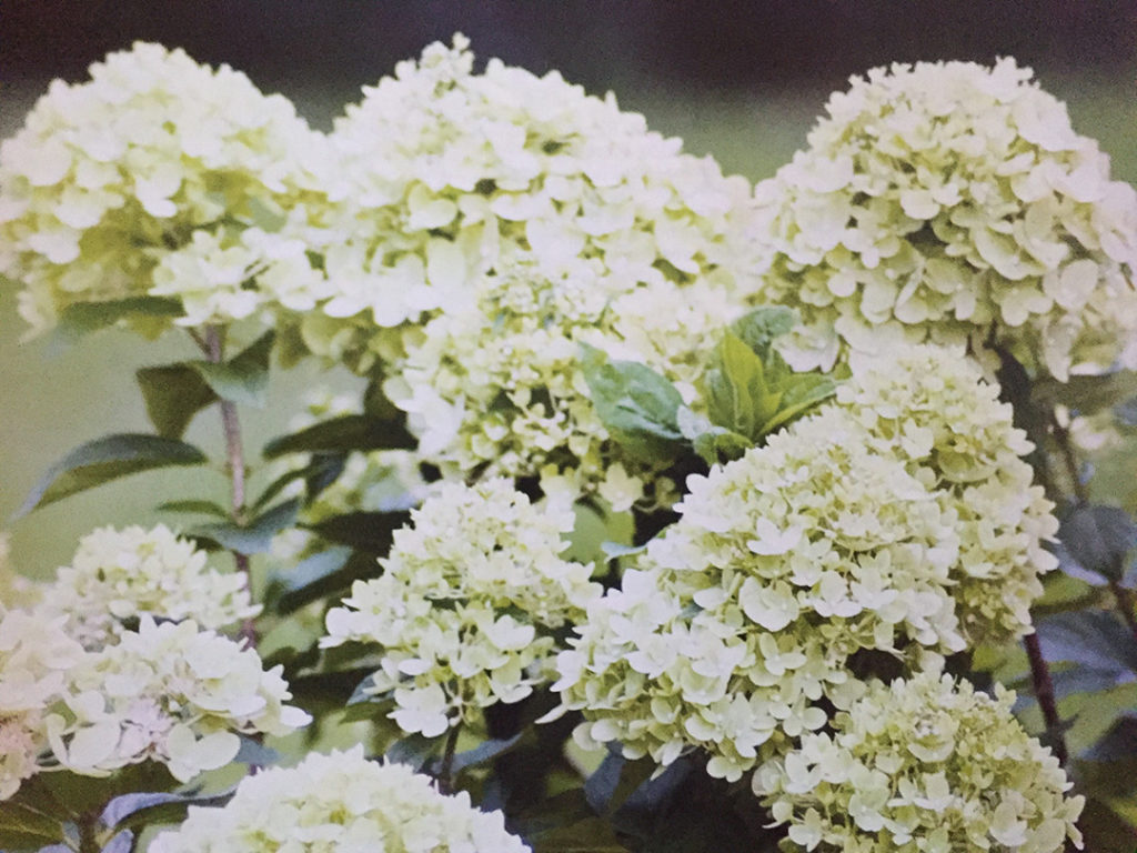 Hydrangea paniculata Little Lime® Hydrangea paniculata Little Lime®