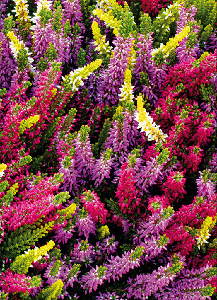 Calluna Trio Milca gelb Calluna Trio Milca gelb