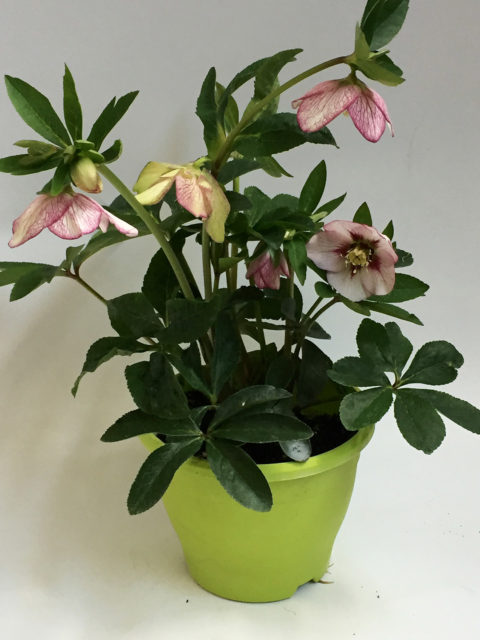 Helleborus Orientalis Painted Bunting Gerber Fleurs Helleborus Orientalis Painted Bunting Gerber Fleurs