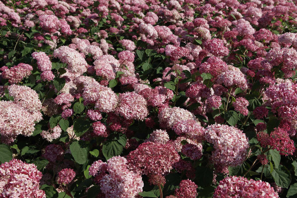 Hydrangea Arborescens Pink Annabelle® Hydrangea Arborescens Pink Annabelle®