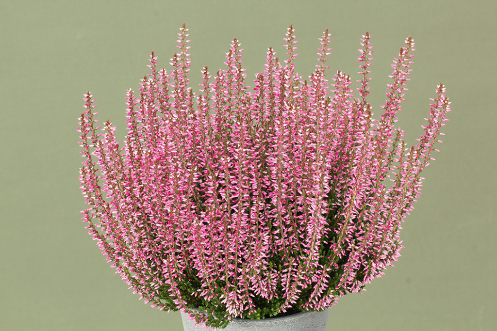 Calluna Garden Girls Ritaⓢ Calluna Garden Girls Ritaⓢ