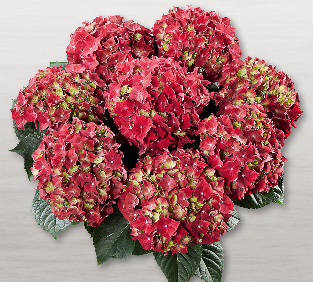 Hortensia Royal Red Hortensia Royal Red