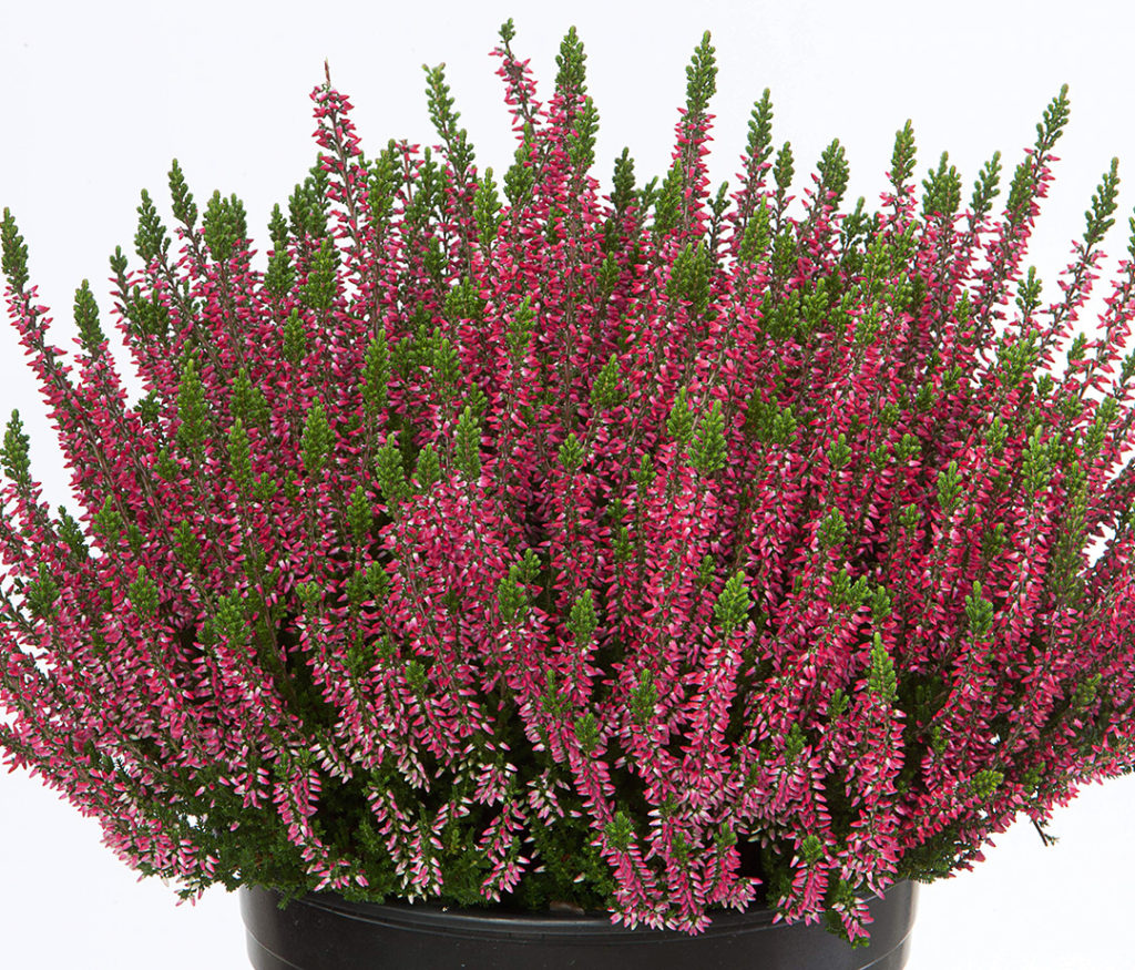 Calluna Beauty Ladies Sabine Calluna Beauty Ladies Sabine