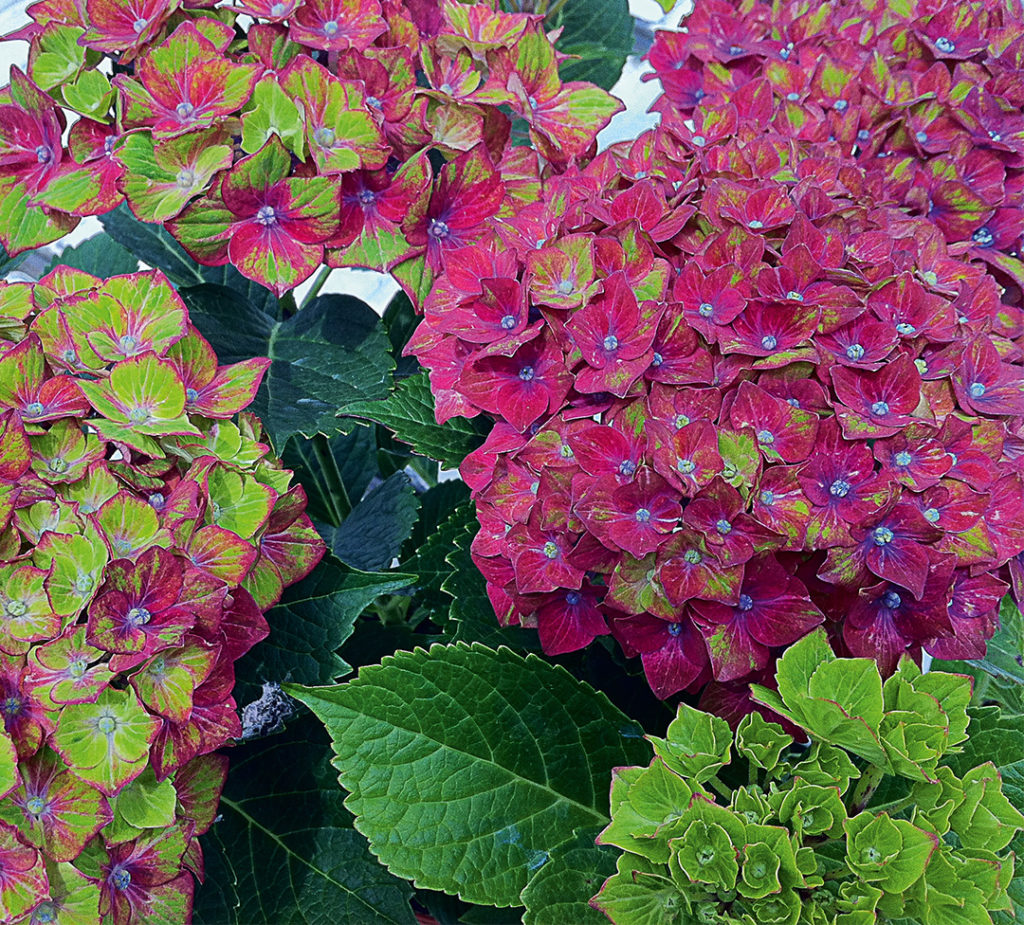 Hortensia Saxon® Schloss Wackerbarth Hortensia Saxon® Schloss Wackerbarth